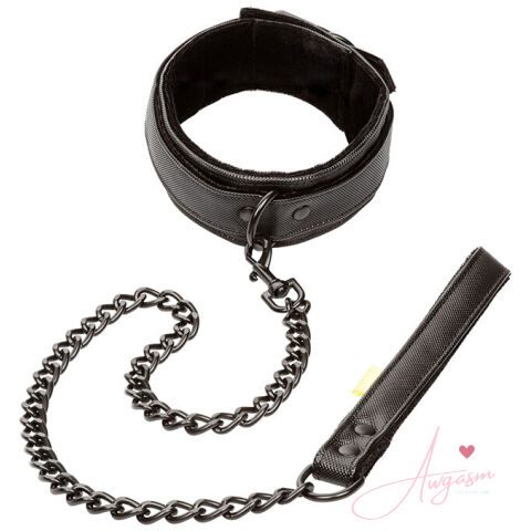 Boundless Collar and Leash